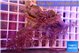 Xenia long polyps 5-7 cm WYSIWYG acclimaté