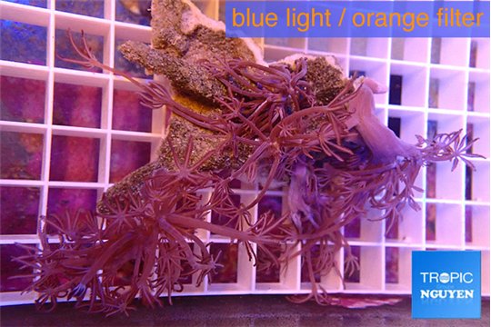 Xenia long polyps 5-7 cm WYSIWYG acclimaté