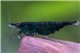 Crevette Neocaridina green Hulk 1-2 cm