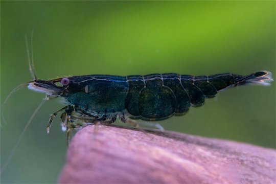 Crevette Neocaridina green Hulk 1-2 cm