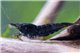 Crevette Neocaridina davidi black cherry 1-1,5 cm