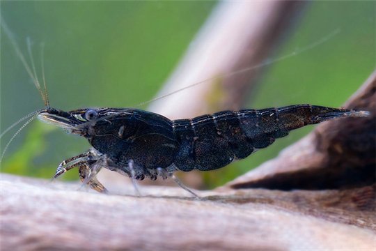 Crevette Neocaridina davidi black cherry 1-1,5 cm
