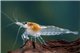 Crevette Neocaridina zhangjiajiensis snow ball 1-1,5 cm