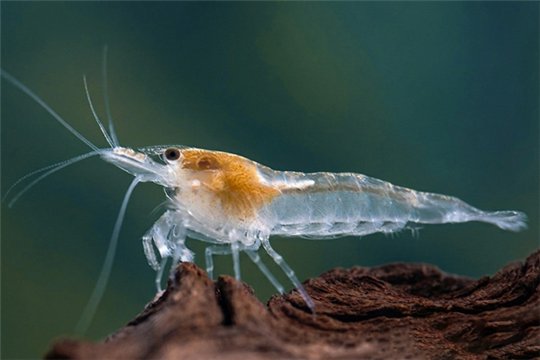 Crevette Neocaridina zhangjiajiensis snow ball 1-1,5 cm