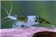 Crevette Neocaridina davidi "rili green " 1-1,5 cm