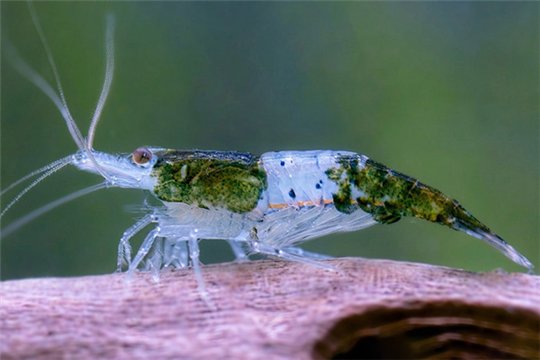 Crevette Neocaridina davidi "rili green " 1-1,5 cm
