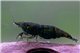 Crevette Neocaridina dark green 1-2 cm