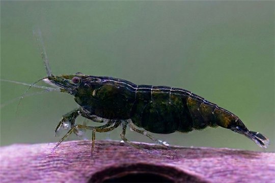 Crevette Neocaridina dark green 1-2 cm