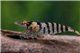 Crevette Carid. babaulti zebra orange eye 1-2 cm