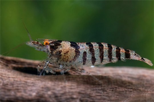 Crevette Carid. babaulti zebra orange eye 1-2 cm