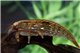 Crevette Atyopsis spinipes 6-7 cm
