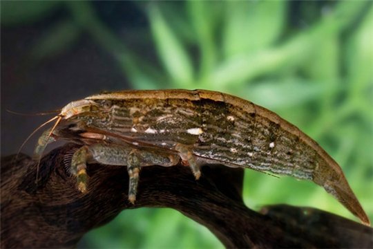 Crevette Atyopsis spinipes 6-7 cm