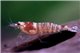 Crevette Caridina mosura red 1-2 cm