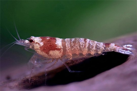 Crevette Caridina mosura red 1-2 cm