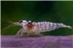 Crevette Caridina Hinomaru black 1-1,5 cm