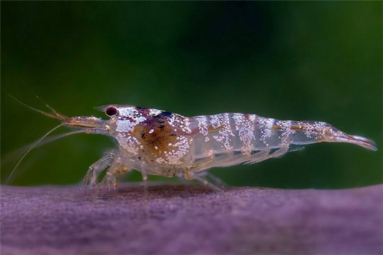 Crevette Caridina Hinomaru black 1-1,5 cm