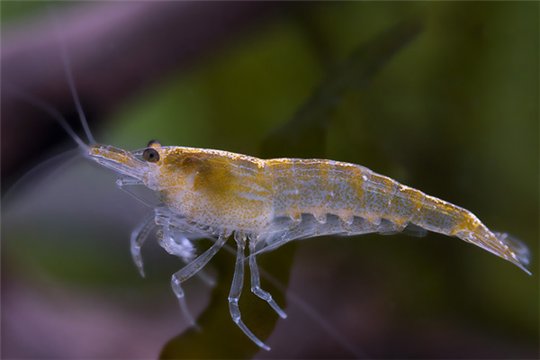 Crevette Neocaridina davidi "yellow" 1-1,5 cm