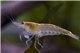 Crevette Neocaridina davidi "yellow" 1-1,5 cm