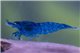 Crevette Neocaridina davidi blue diamond 1-1,5 cm