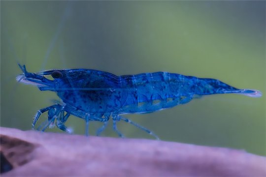Crevette Neocaridina davidi blue diamond 1-1,5 cm