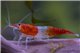 Crevette Neocaridina davidi "rili orange" 1-1,5 cm