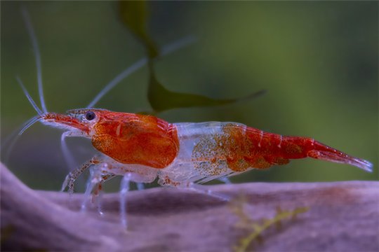 Crevette Neocaridina davidi "rili orange" 1-1,5 cm