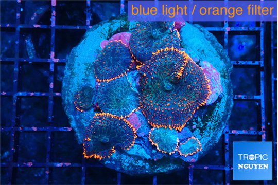 Rhodactis red blue 7-10 cm WYSIWYG acclimaté