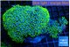 Pachyclavularia neon green 8-12 cm WYSIWYG acclimaté