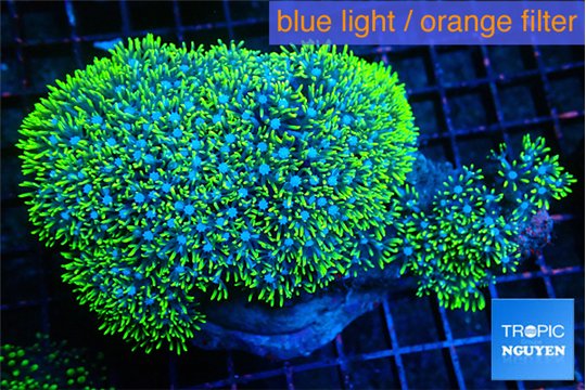 Pachyclavularia neon green 8-12 cm WYSIWYG acclimaté