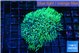 Pachyclavularia neon green 5-7 cm WYSIWYG acclimaté