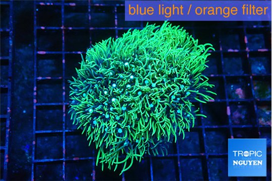 Pachyclavularia neon green 5-7 cm WYSIWYG acclimaté