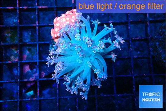Goniopora red & pink premium 4-8 cm WYSIWYG acclimaté