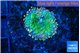 Ricordea yuma green & pink 1 polyp WYSIWYG acclimaté