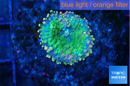 Ricordea yuma green & pink 1 polyp WYSIWYG acclimaté