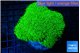 Pachyclavularia full neon green 8-12 cm WYSIWYG acclimaté