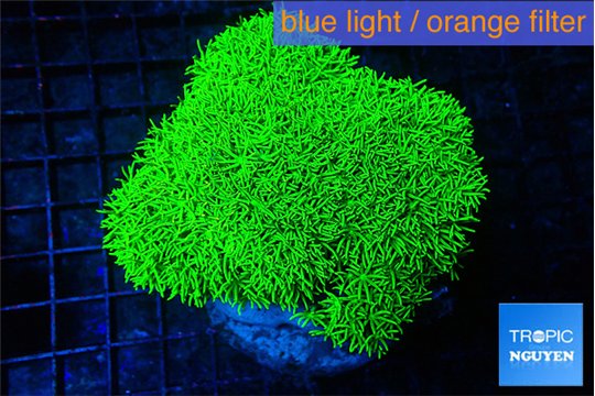 Pachyclavularia full neon green 8-12 cm WYSIWYG acclimaté