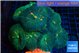 Rhodactis green & orange spot premium 7-11 cm WYSIWYG acclimaté