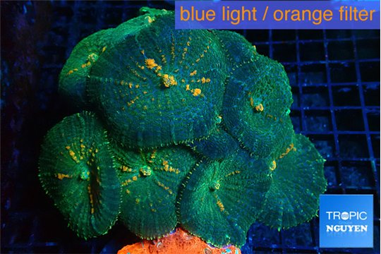Rhodactis green & orange spot premium 7-11 cm WYSIWYG acclimaté