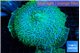 Amplexidiscus fenestrafer green 8-14 cm WYSIWYG acclimaté