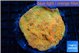Echinophyllia sugar cookie 6-8 cm WYSIWYG acclimaté