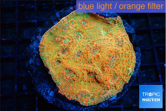 Echinophyllia sugar cookie 6-8 cm WYSIWYG acclimaté