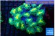Rhodactis fusion 8-14 cm WYSIWYG acclimaté