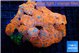 Rhodactis red blue superman 8-12 cm WYSIWYG acclimaté