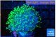 Sarcophyton full neon green polyps 2-4 cm WYSIWYG acclimaté