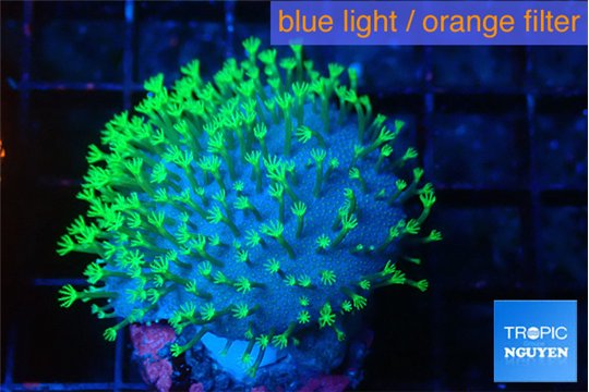 Sarcophyton full neon green polyps 2-4 cm WYSIWYG acclimaté