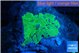 Rhodactis green marble 3-5 cm WYSIWYG acclimaté
