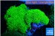 Pachyclavularia full neon green 8-12 cm WYSIWYG acclimaté