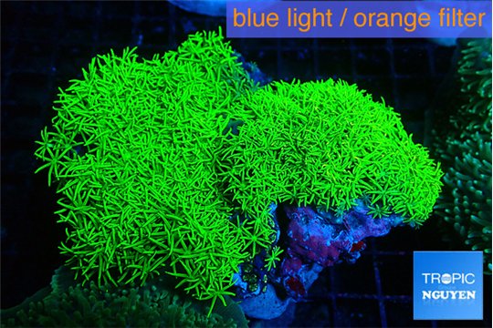 Pachyclavularia full neon green 8-12 cm WYSIWYG acclimaté