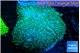 Amplexidiscus fenestrafer green 8-14 cm WYSIWYG acclimaté