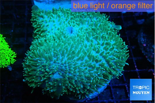 Amplexidiscus fenestrafer green 8-14 cm WYSIWYG acclimaté